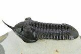 Beautiful, Morocconites Trilobite Fossil - Ofaten, Morocco #253574-3